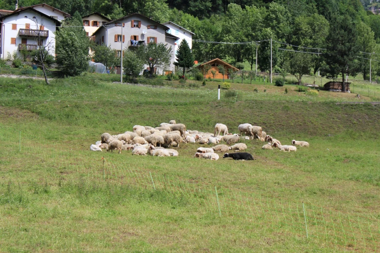 a group of sheep are standing in the middle of a field