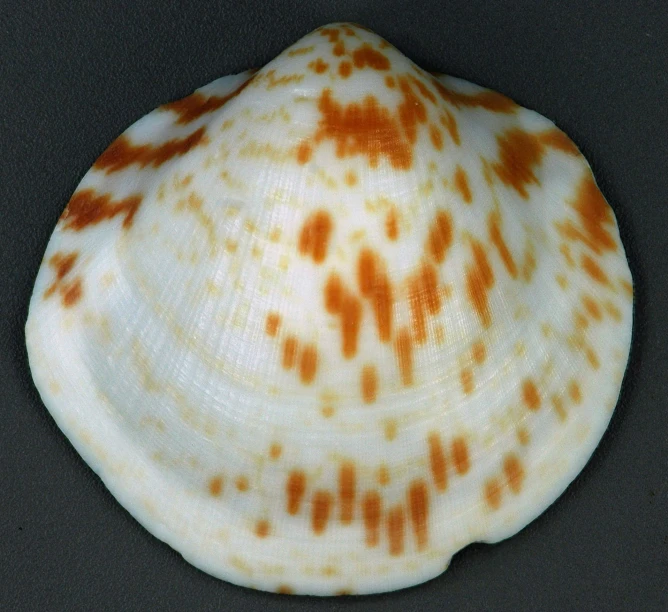 a close up of a small seashell on a table