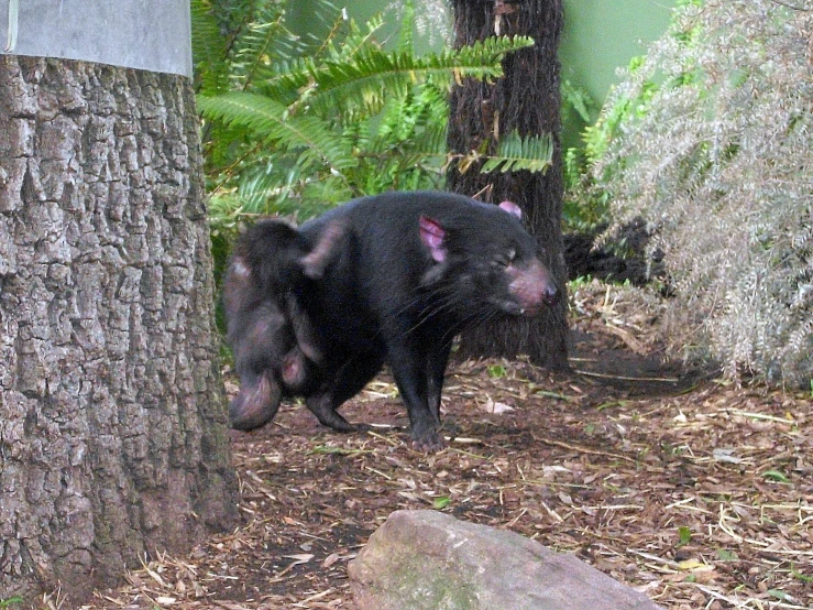 a black bear is standing on the ground between two trees