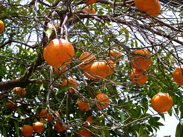 some oranges are growing on a tree with green leaves