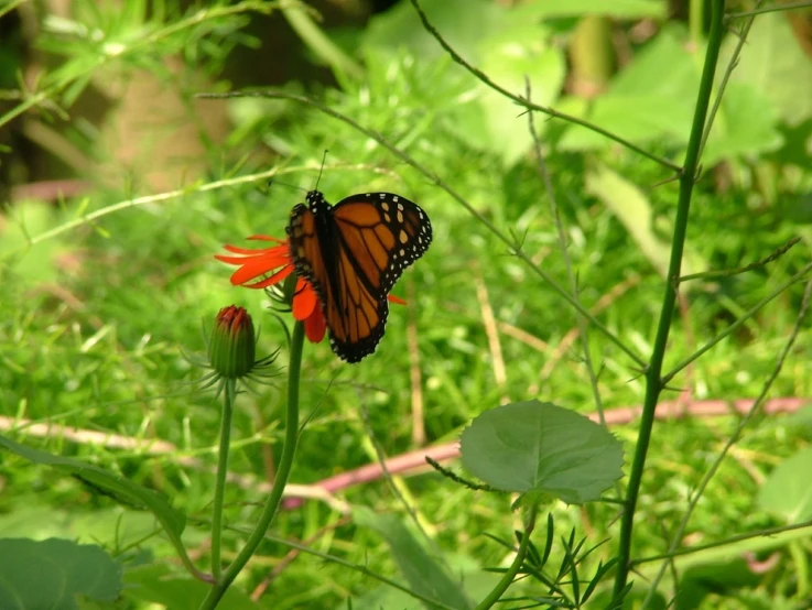 a monarch erfly resting on an orange flower