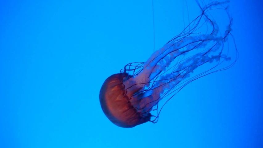 some jellyfish that are swimming in the water