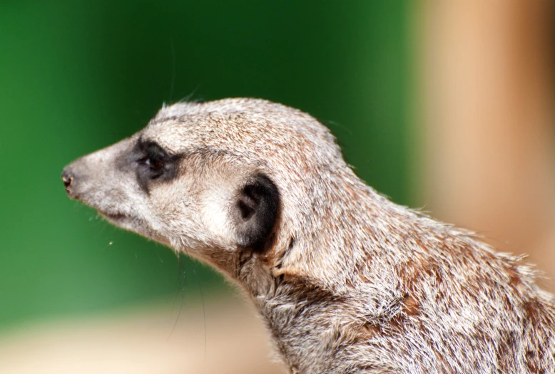 a close up po of a meerkat looking off into the distance