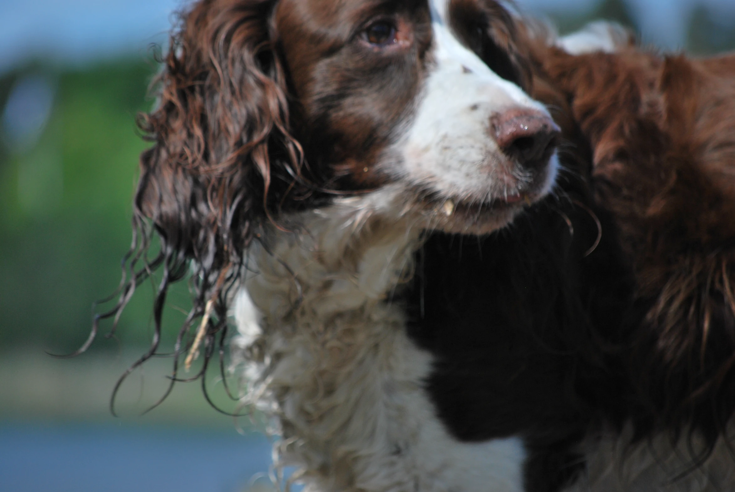 the brown and white dog has wet fur