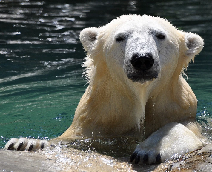 a large white bear swimming in a body of water