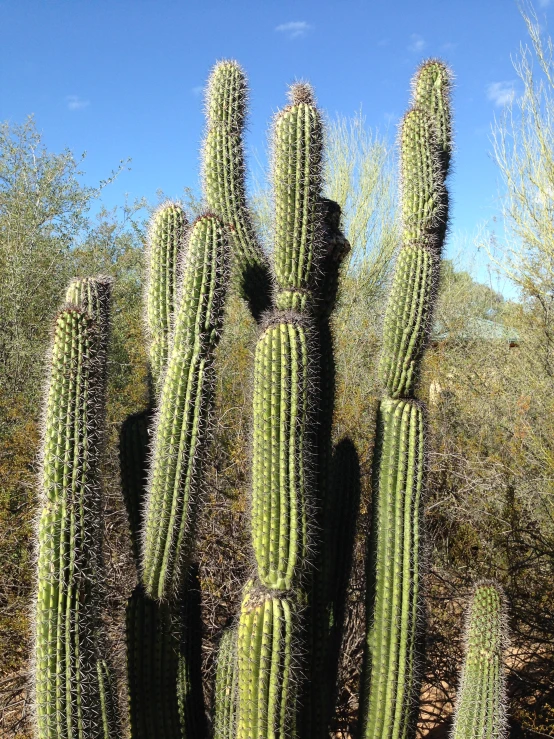 large cactus standing up against a bright blue sky