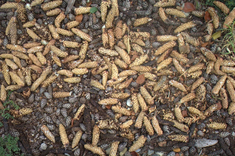 a bunch of food laying out on the ground