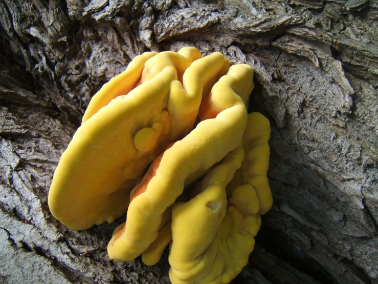 yellow mushrooms growing on a tree in the forest