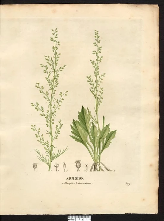 three botanical paintings of grass plant life on parchment