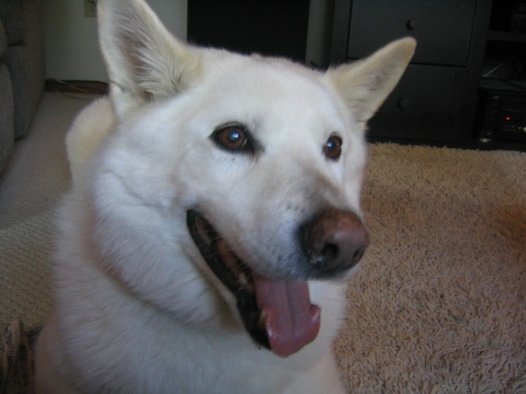 there is a white dog with his tongue hanging out