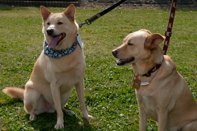 two dogs sitting on top of a grass field