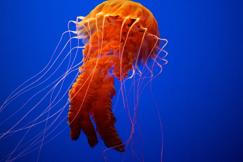 this is an image of a yellow and white jelly