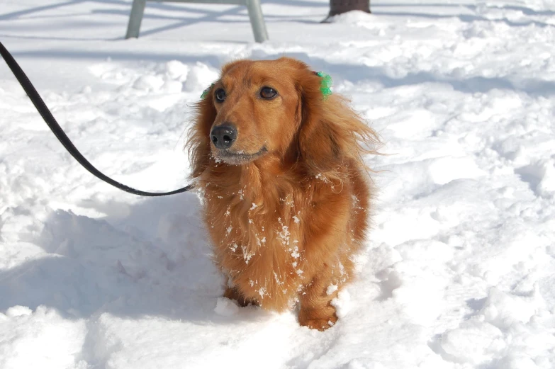 a dog with a leash in the snow