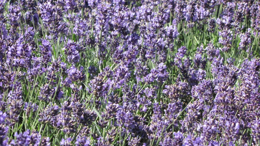 lavenders at the foot of a hill in a blooming meadow