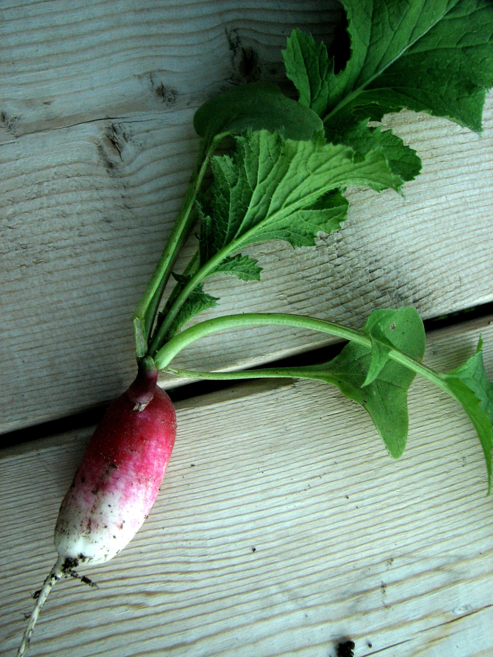 a fresh radish grows from the top of a wooden table