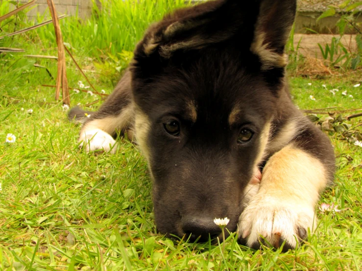 a black and white dog laying on top of grass