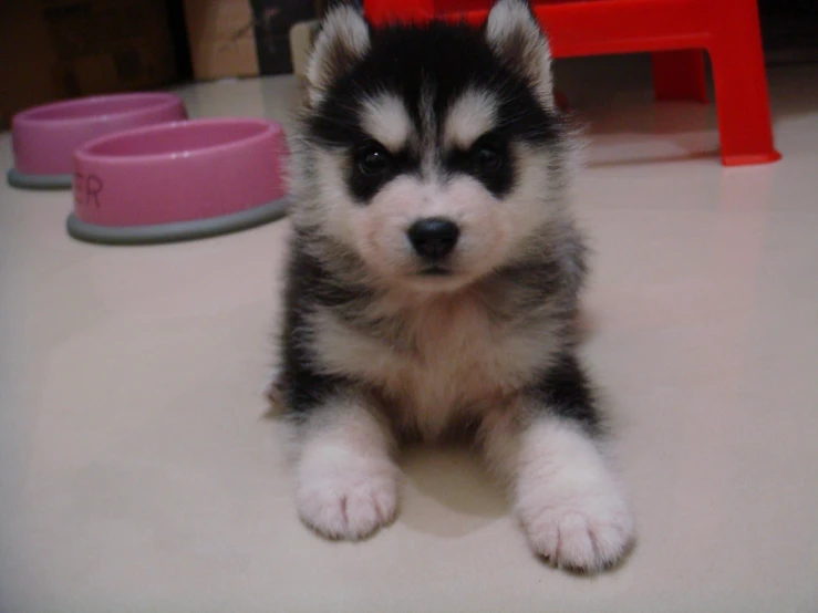 a cute puppy is sitting down on the floor