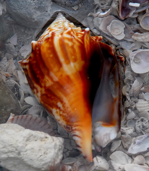 the shell of the animal lies on top of gravel