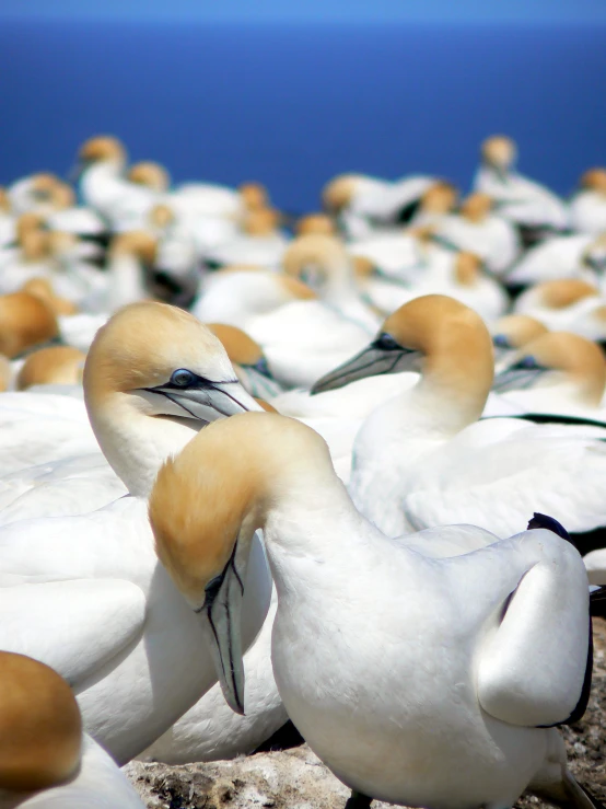 stuffed white birds hanging from a nch