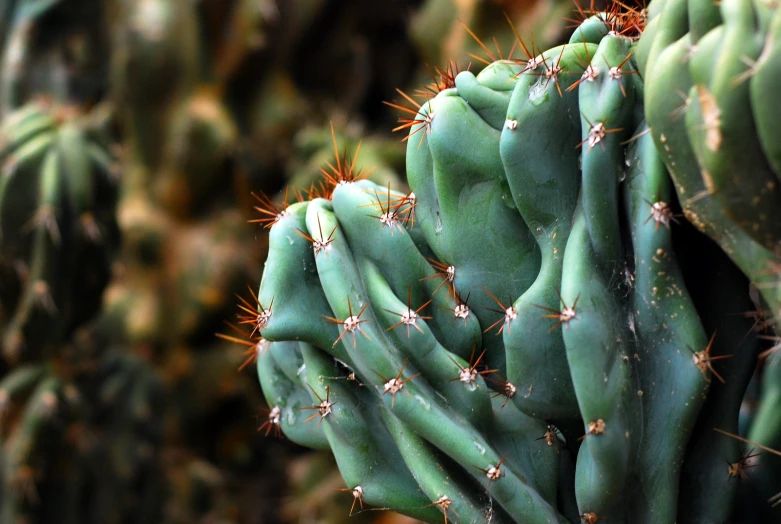 a large bunch of cactus in a green bush