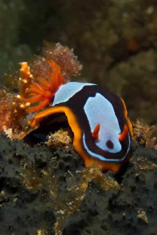 a fish is swimming in the water near some rocks