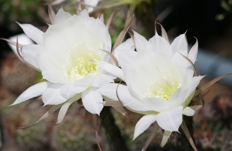 two white flowers on top of one another