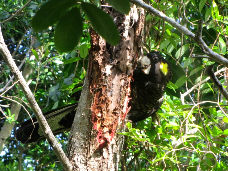 a bird with yellow around its beak standing on a tree