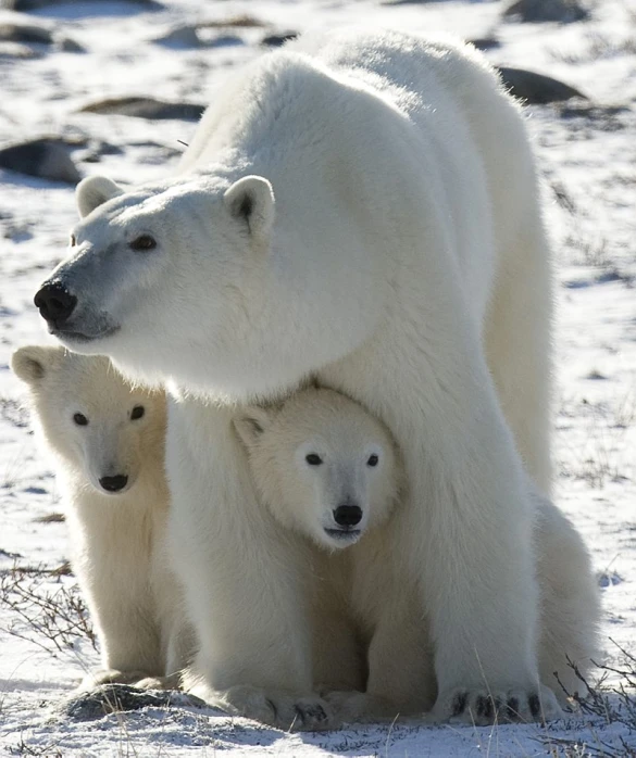an adult polar bear and two cubs standing in the snow