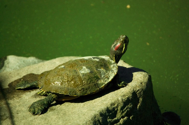 a large turtle is standing on the rock