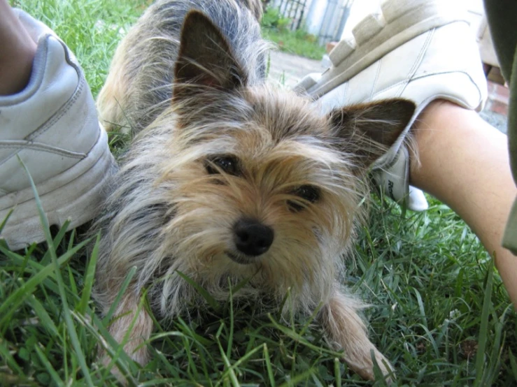 a person is petting a small dog in the grass