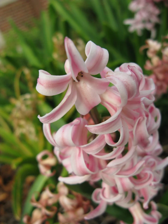 this is pink flowers in the center of a patch of green leaves