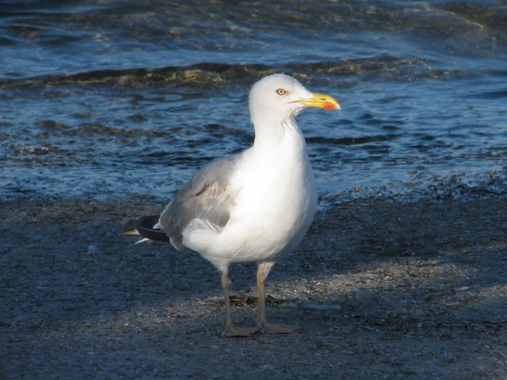 the bird is standing on a beach by the water