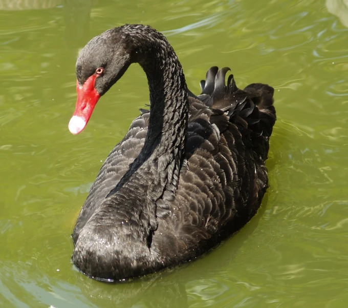 a black swan with a red beak swimming in some green water