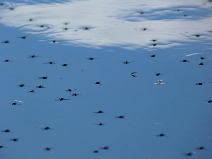 several large mosquitoes flying through the air with clouds