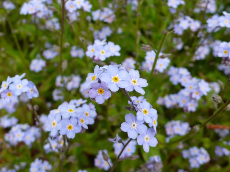 a bunch of small flowers growing on a patch of grass