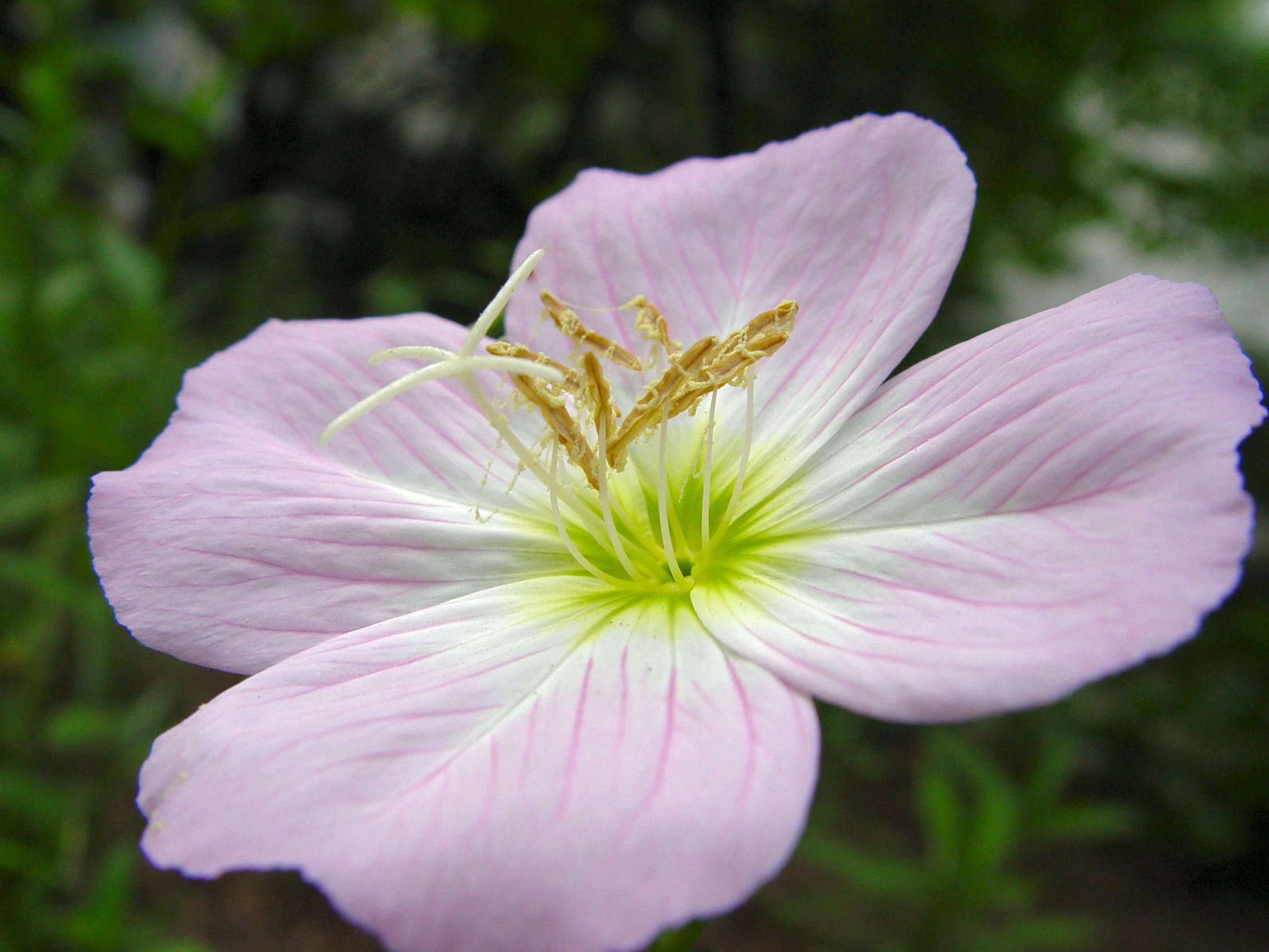 this pink flower has yellow stamen and is in bloom