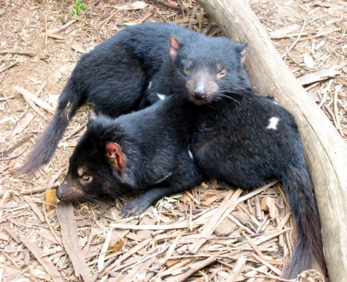 two baby black bears lying next to each other