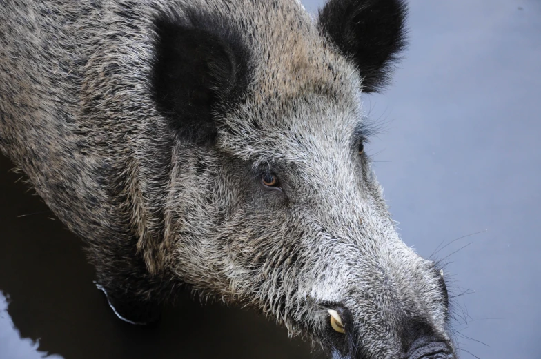 an adult boar looking into the camera with a blue sky background