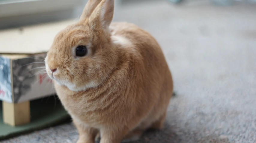 a brown rabbit sitting on a gray carpet next to a book