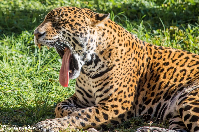 the roaring tiger with its mouth open is shown