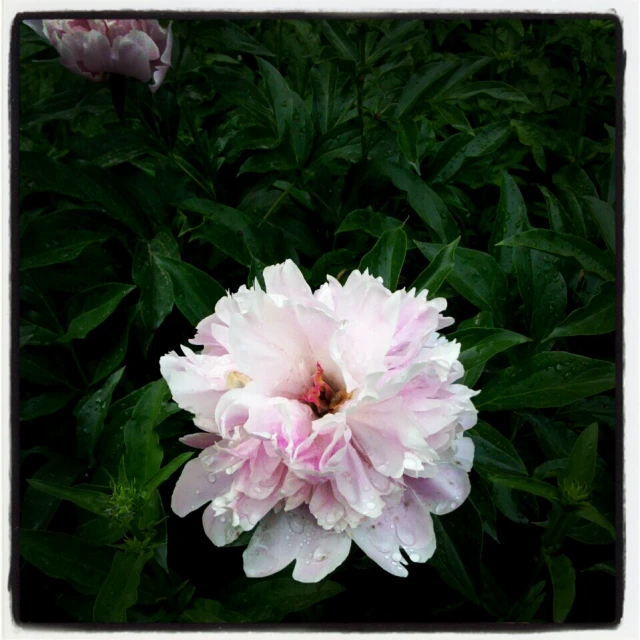 a pink and white flower in the middle of some bushes