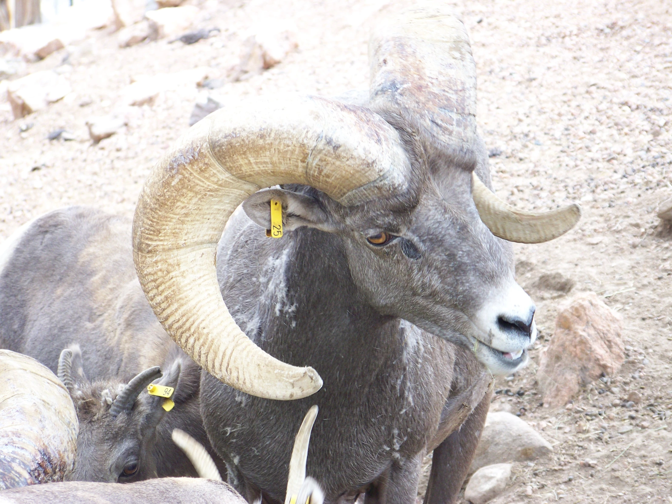 two rams on a rocky mountain top with long curled horns