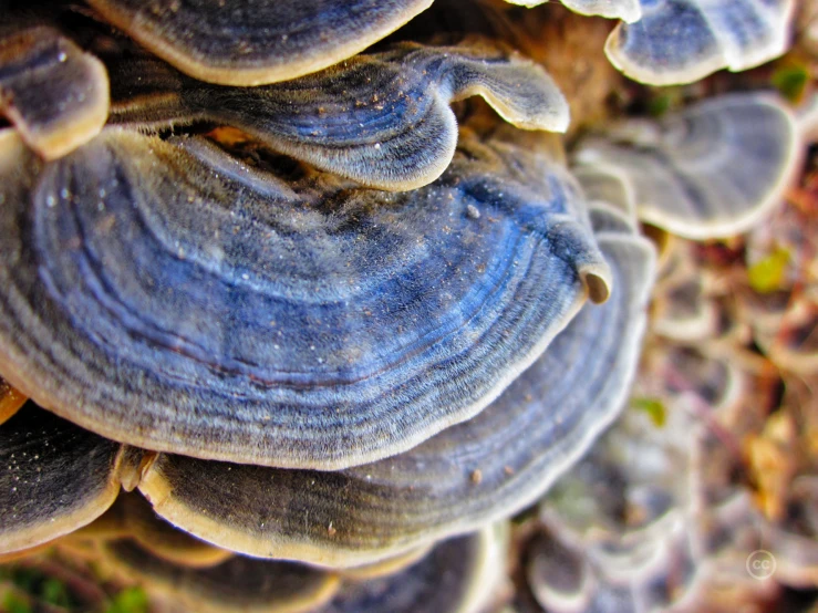 a close up of a very large group of mushrooms