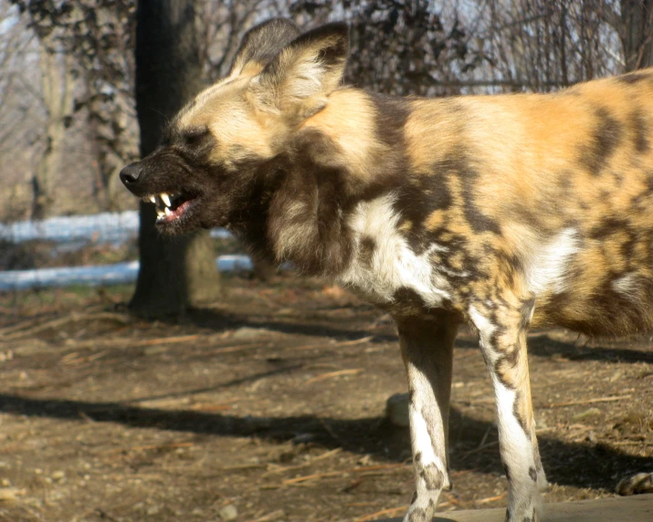 there is an image of an animal with its teeth out