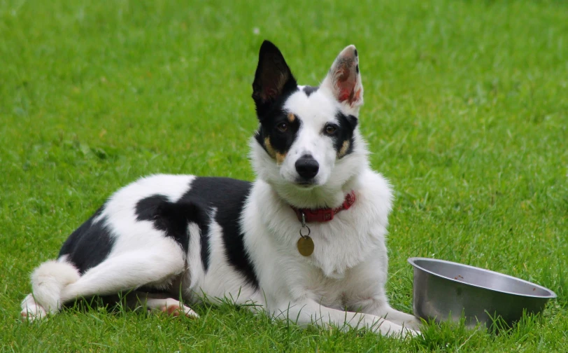 a black and white dog laying next to a metal bowl