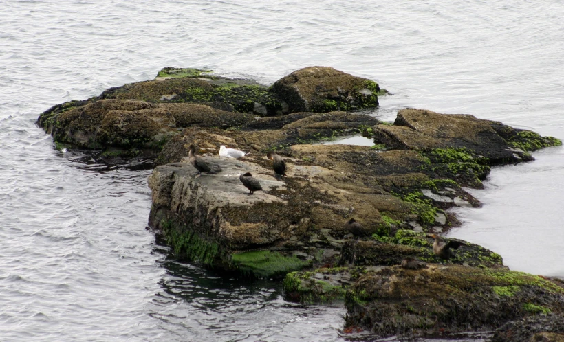 birds on rock formations in the water next to shore