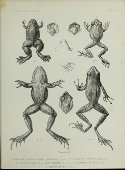 four different frogs and froglings by the same person
