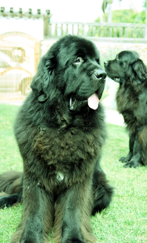 two black fluffy dogs one with its mouth open and the other with it's head down