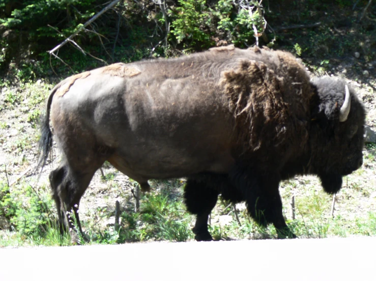 the big buffalo is walking across the street