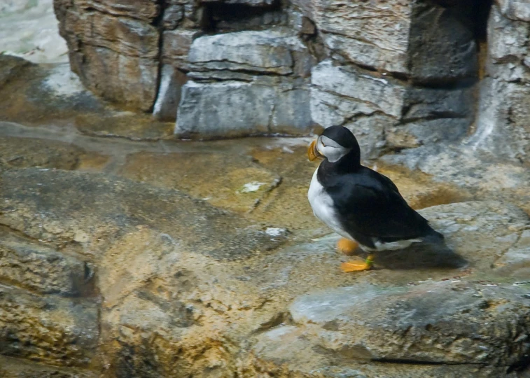 a small bird perched on the rocks of a rocky enclosure